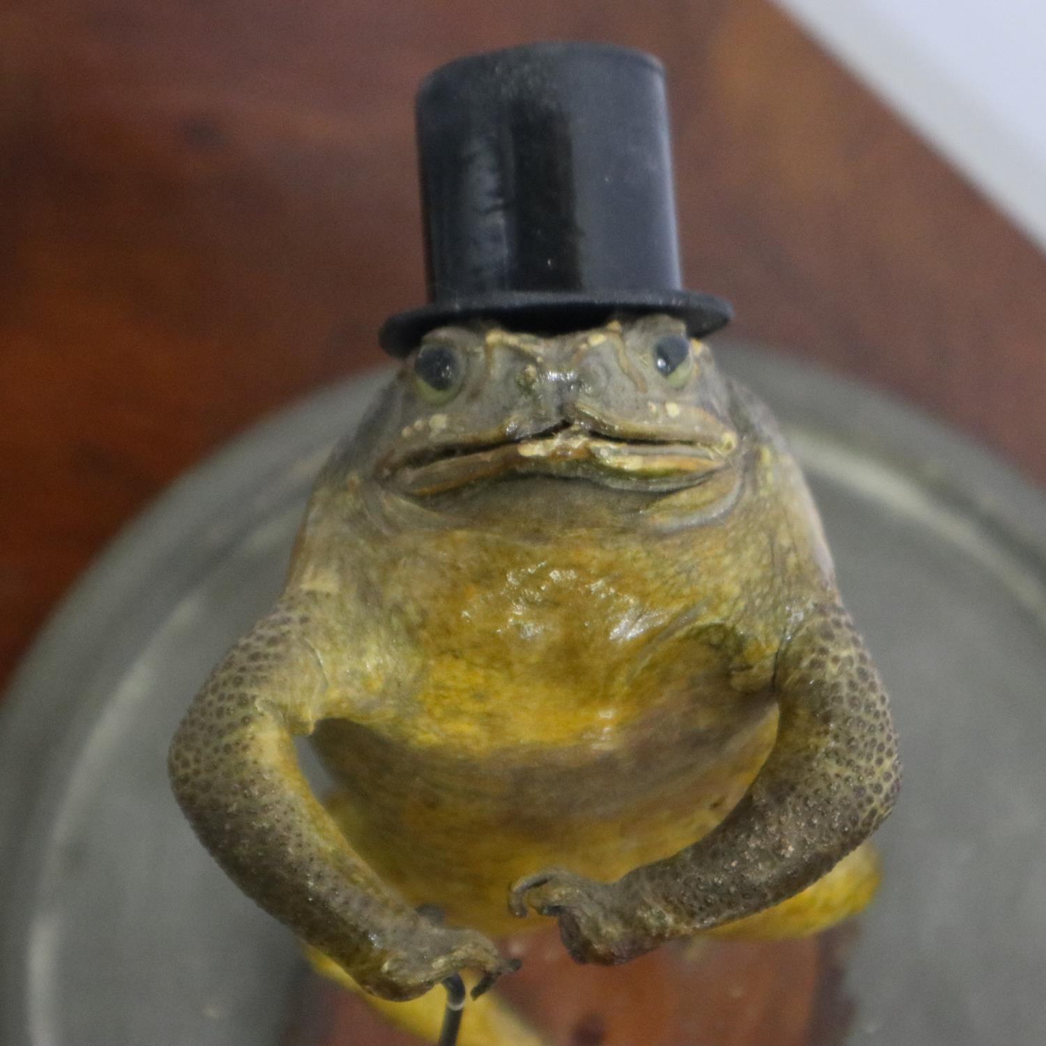 Taxidermic study of an anthropomorphic toad, wearing a top hat and holding a cane, set beneath a - Image 3 of 3