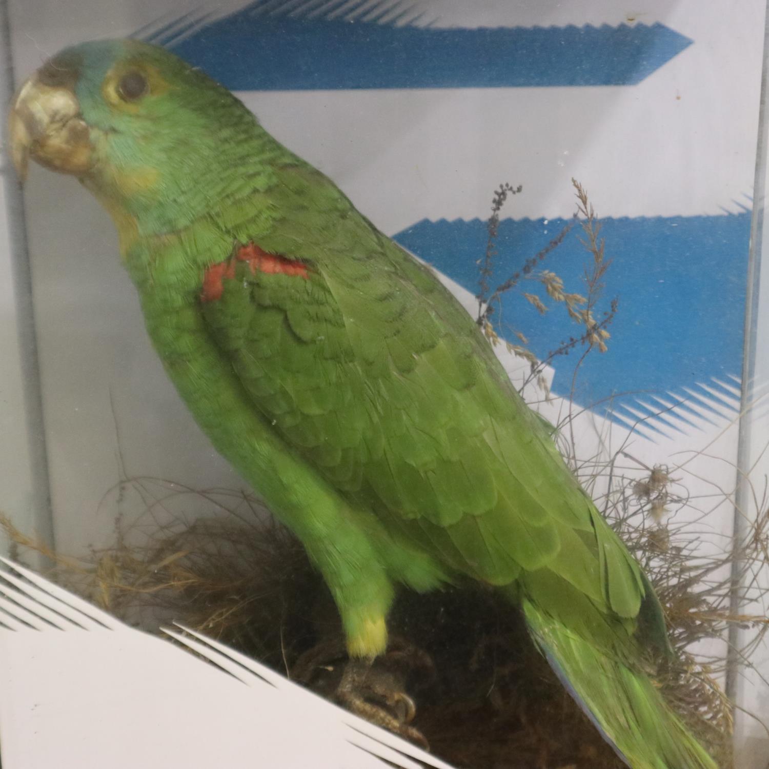 Taxidermic study of an Amazon green parrot, cased, H: 41 cm. Not available for inhouse postage. - Image 2 of 3