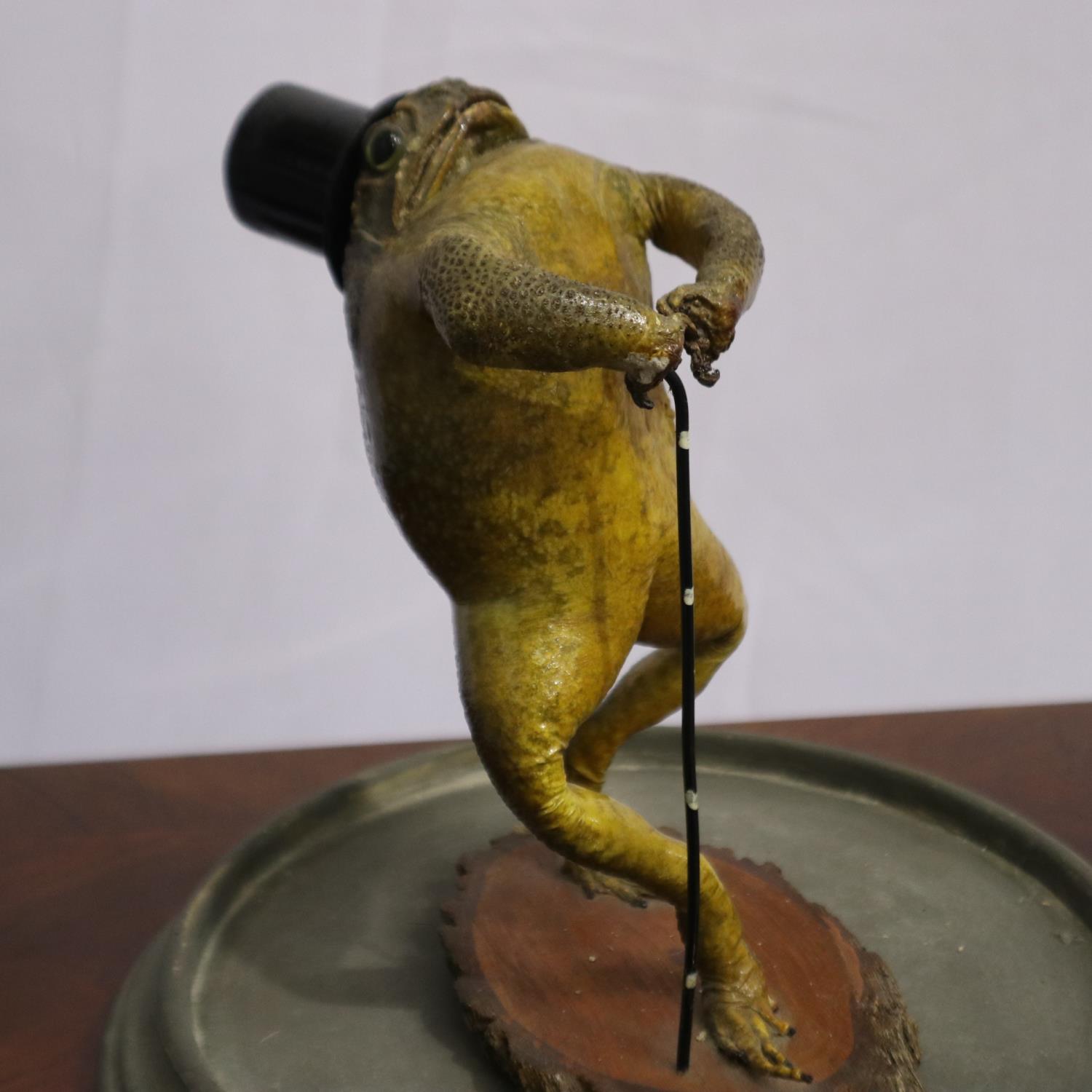 Taxidermic study of an anthropomorphic toad, wearing a top hat and holding a cane, set beneath a - Image 2 of 3