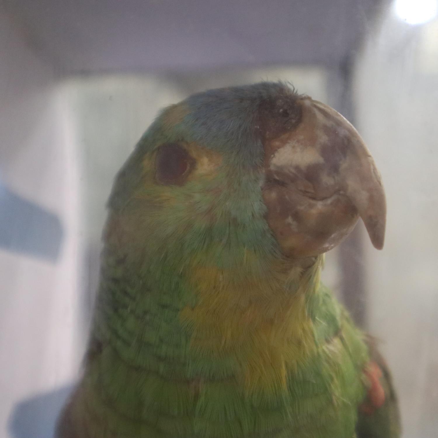 Taxidermic study of an Amazon green parrot, cased, H: 41 cm. Not available for inhouse postage. - Image 3 of 3