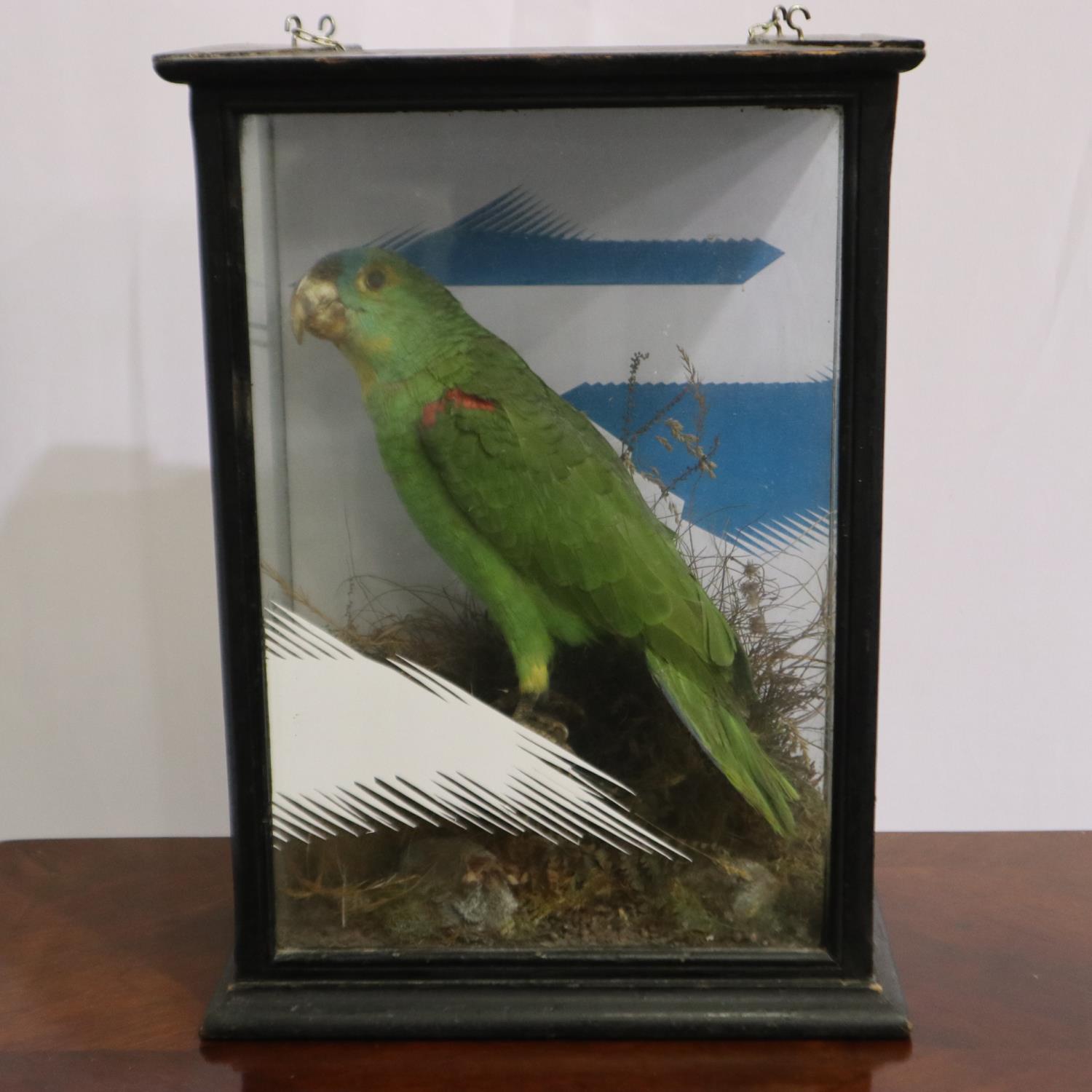 Taxidermic study of an Amazon green parrot, cased, H: 41 cm. Not available for inhouse postage.