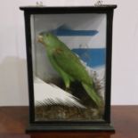Taxidermic study of an Amazon green parrot, cased, H: 41 cm. Not available for inhouse postage.
