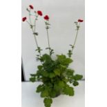Large red flowering perennial Geum. Not available for in-house P&P