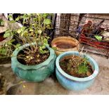 Two large ceramic garden pots with plants and a further pot. Not available for in-house P&P