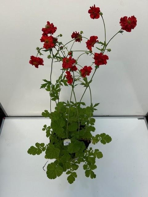 Large red perennial Geum. Not available for in-house P&P