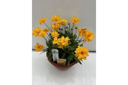 Perennial flowering Coreopsis Grandiflora. Not available for in-house &P