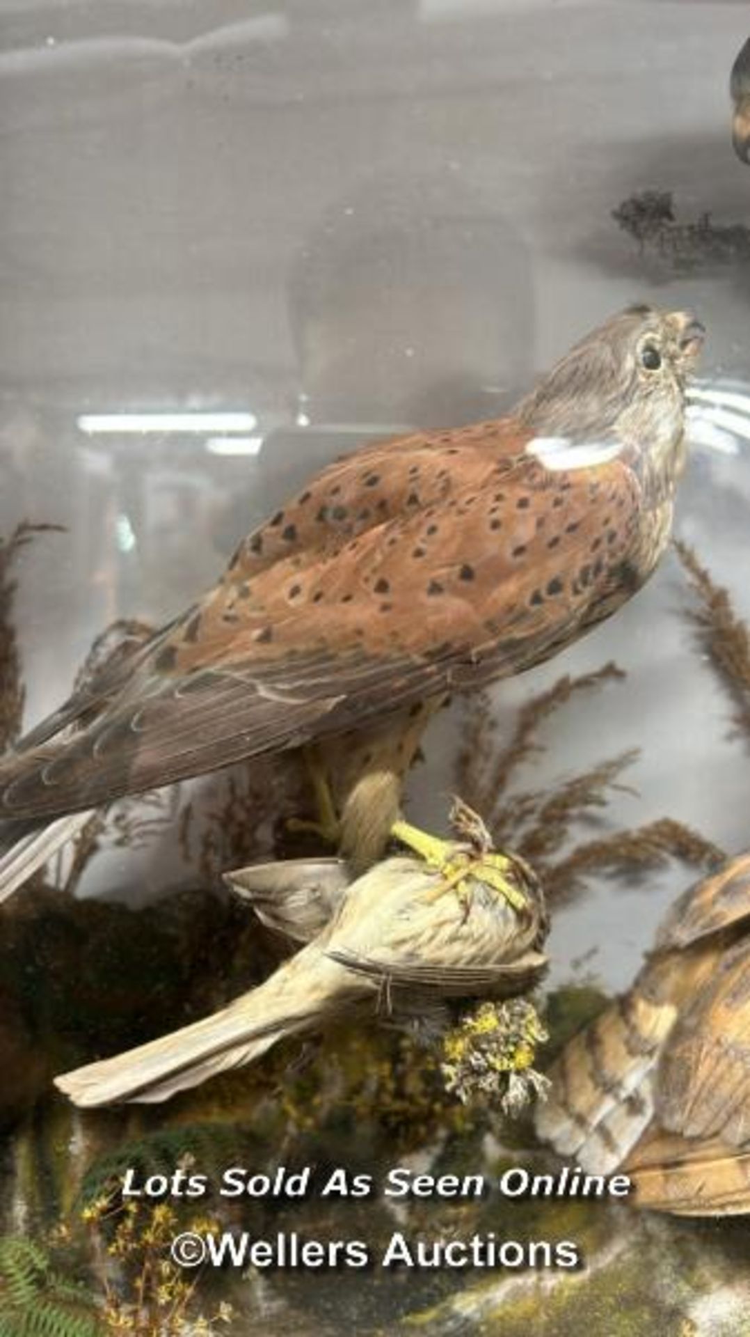 TAXIDERMY BIRDS IN CASE - Image 3 of 6
