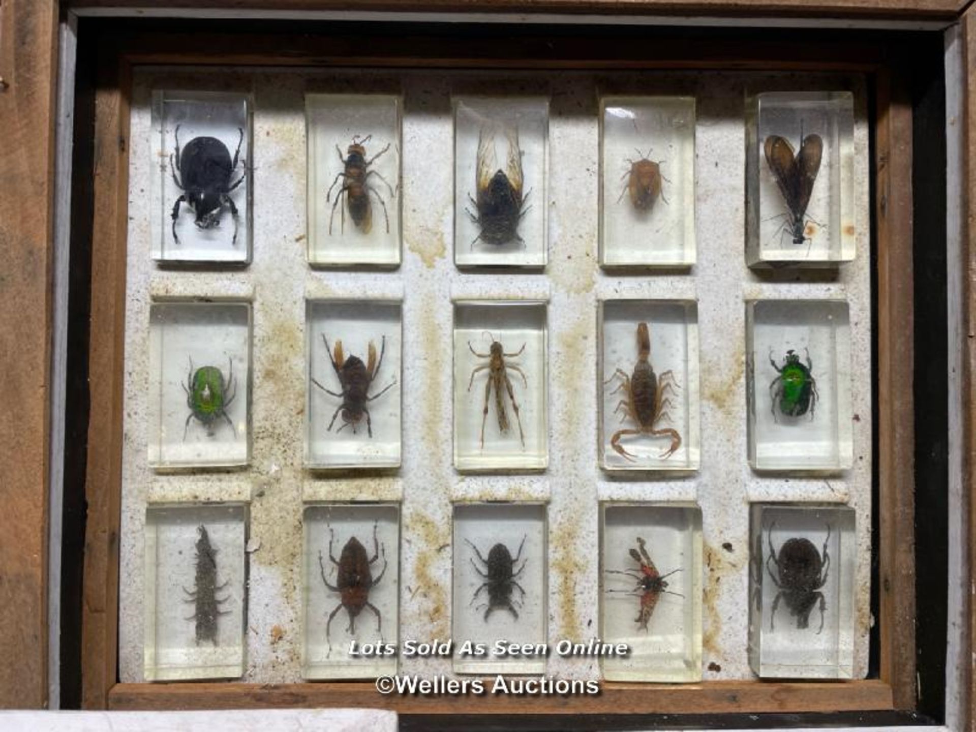 COLLECTION OF FORTY FIVE EXOTIC BUGS, DISPLAYED RESIN CASES OVER THREE DISPLAY BOXES, 38 X 31.5CM - Image 3 of 6