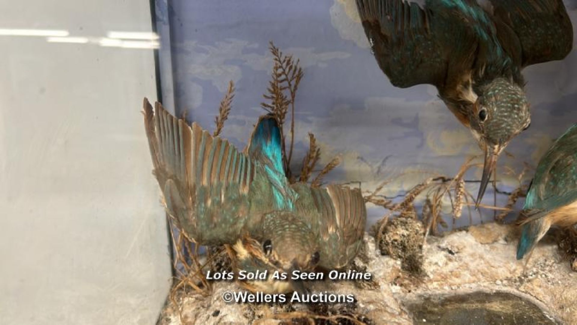 TAXIDERMY OF KINGFISHERS IN CASE - Image 4 of 4