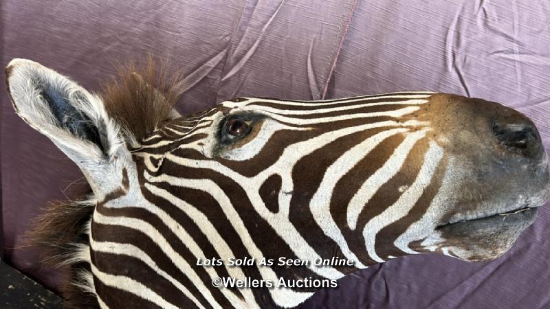 TAXIDERMY ZEBRA'S HEAD, HEIGHT 80CM - Image 4 of 8