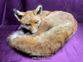 TAXIDERMY FOX