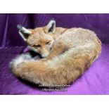 TAXIDERMY FOX