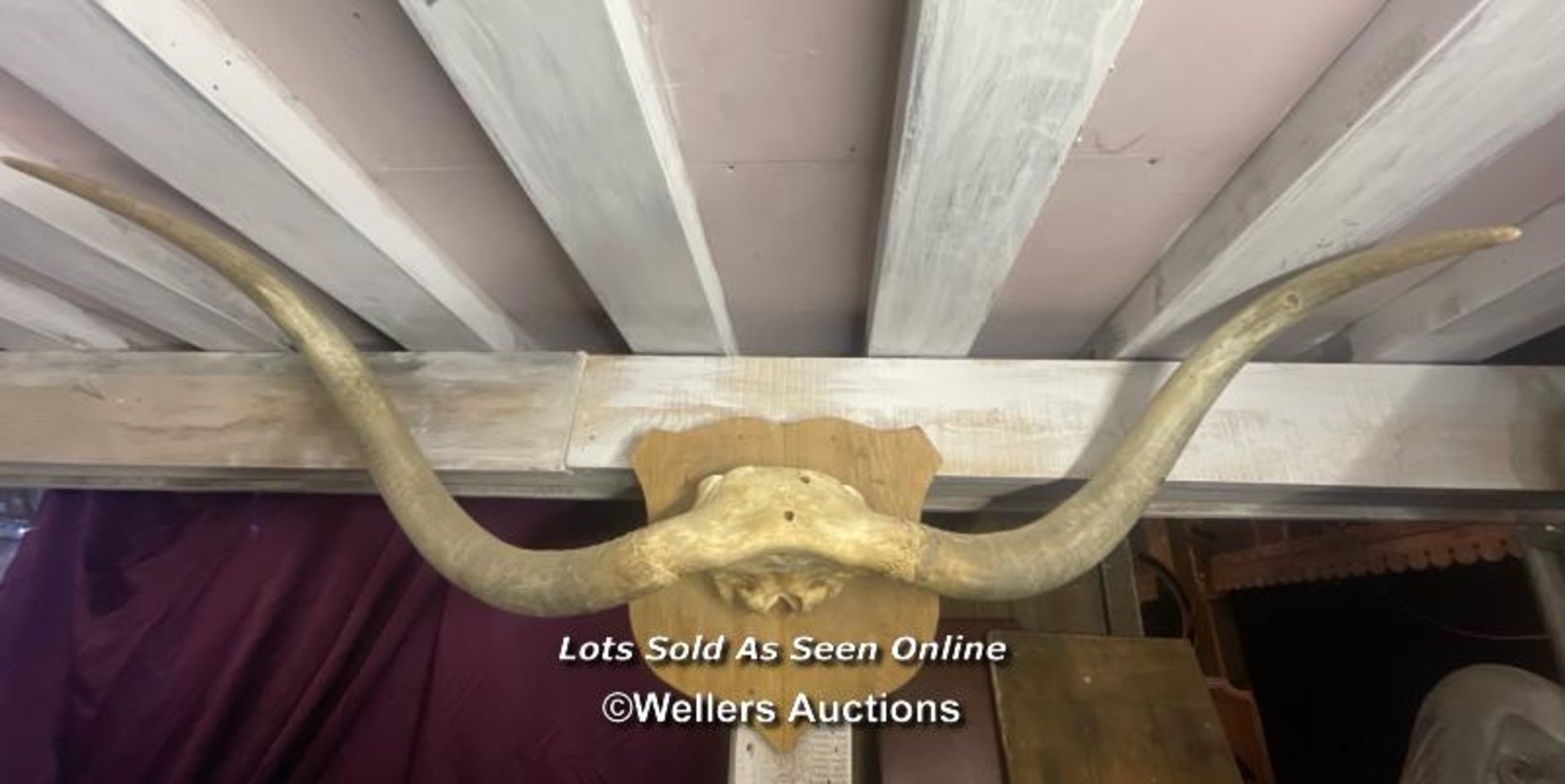 LONG HORN STEER HORNS, MOUNTED ON SHIELD, WIDTH 145CM - Image 4 of 4