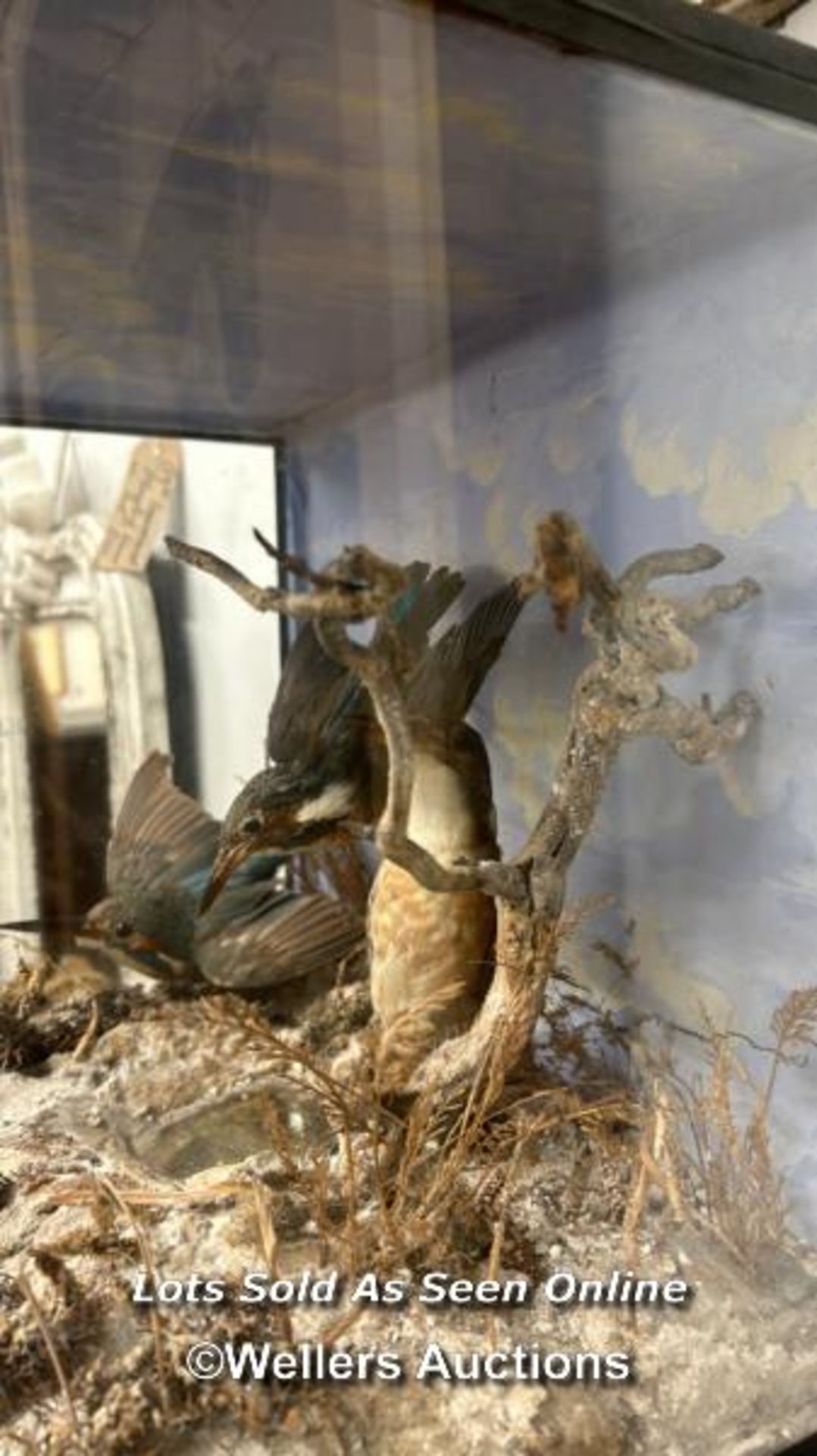 TAXIDERMY OF KINGFISHERS IN CASE - Image 3 of 4