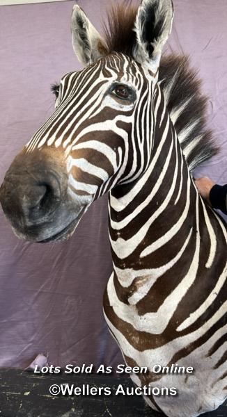 TAXIDERMY ZEBRA'S HEAD, HEIGHT 80CM