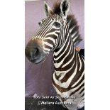 TAXIDERMY ZEBRA'S HEAD, HEIGHT 80CM