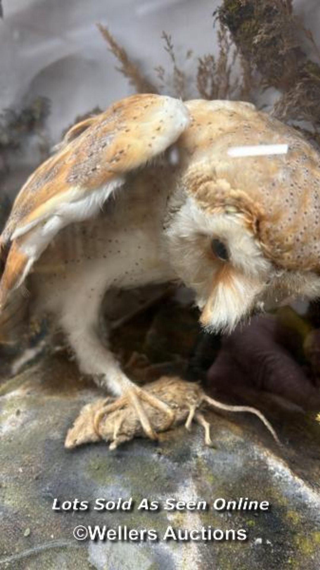 TAXIDERMY BIRDS IN CASE - Bild 2 aus 6