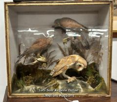 TAXIDERMY BIRDS IN CASE