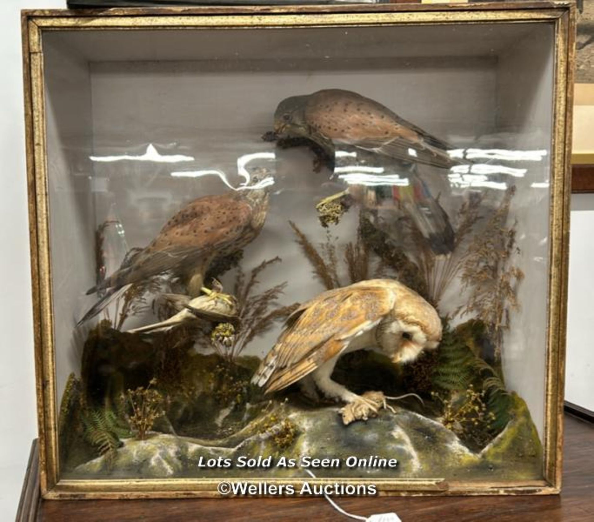 TAXIDERMY BIRDS IN CASE