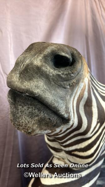 TAXIDERMY ZEBRA'S HEAD, HEIGHT 80CM - Image 2 of 8