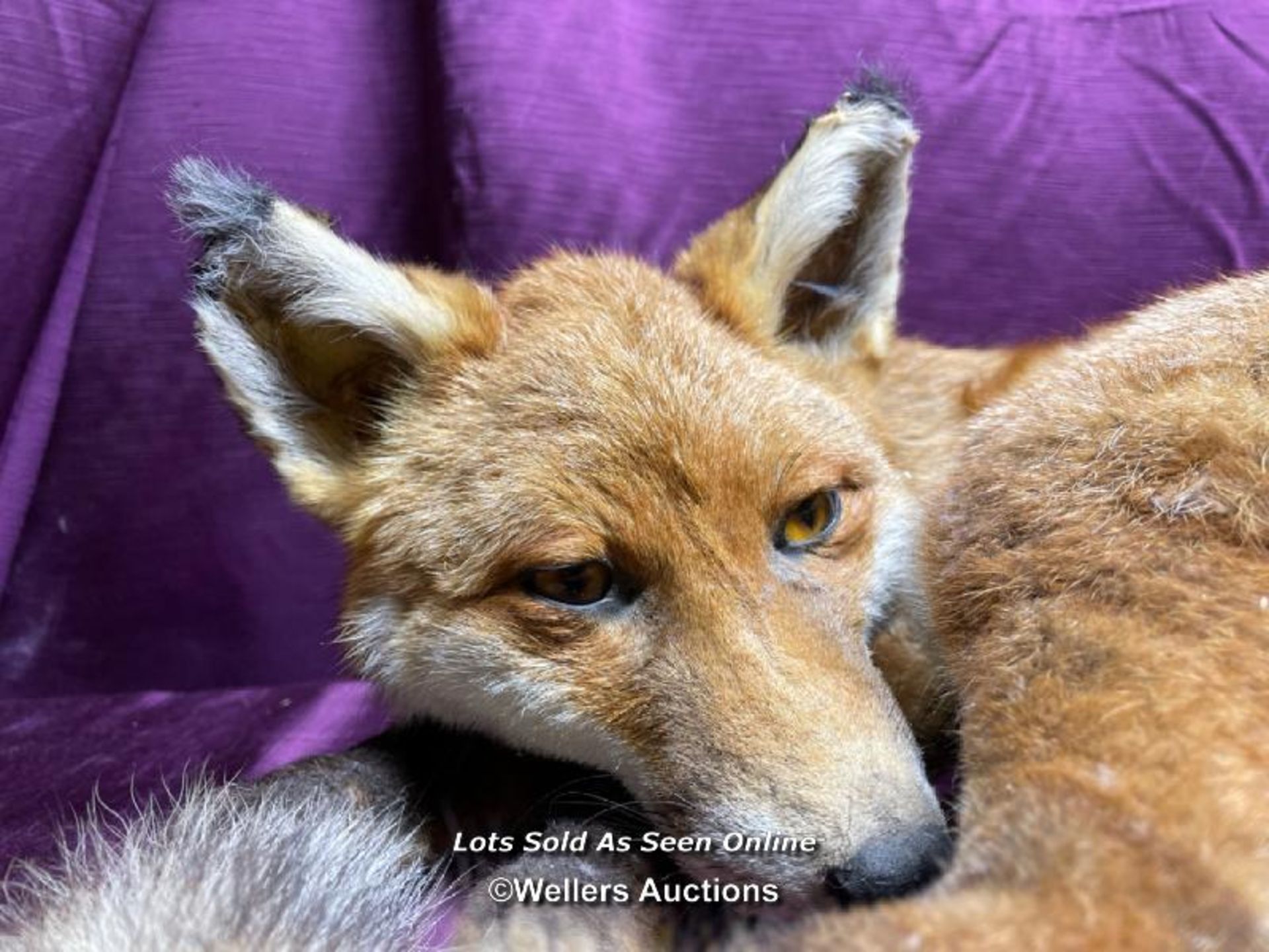 TAXIDERMY FOX - Image 2 of 3