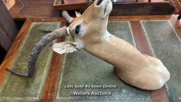 TAXIDERMY OF AN ANTELOPE'S HEAD