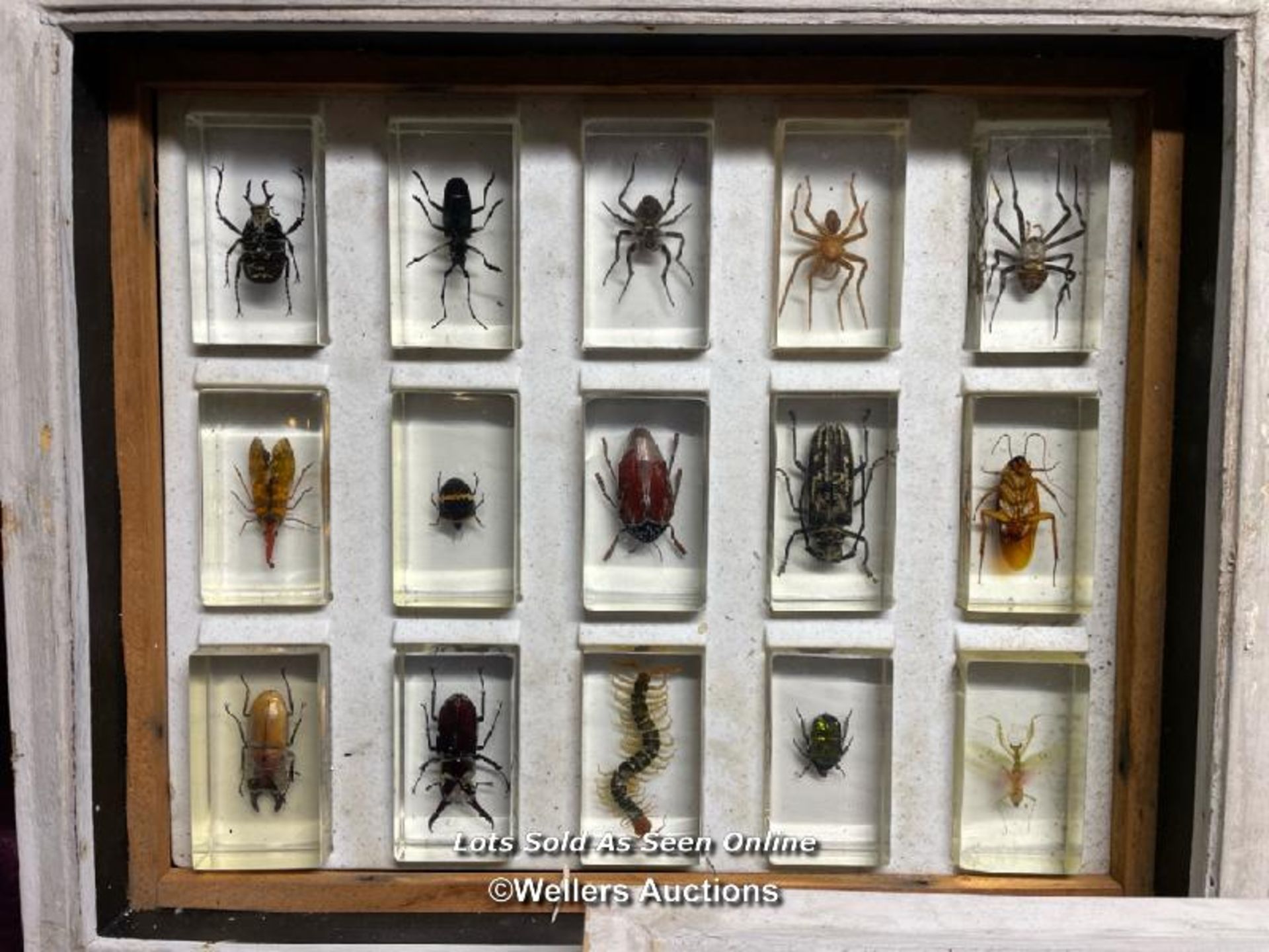 COLLECTION OF FORTY FIVE EXOTIC BUGS, DISPLAYED RESIN CASES OVER THREE DISPLAY BOXES, 38 X 31.5CM - Image 2 of 6