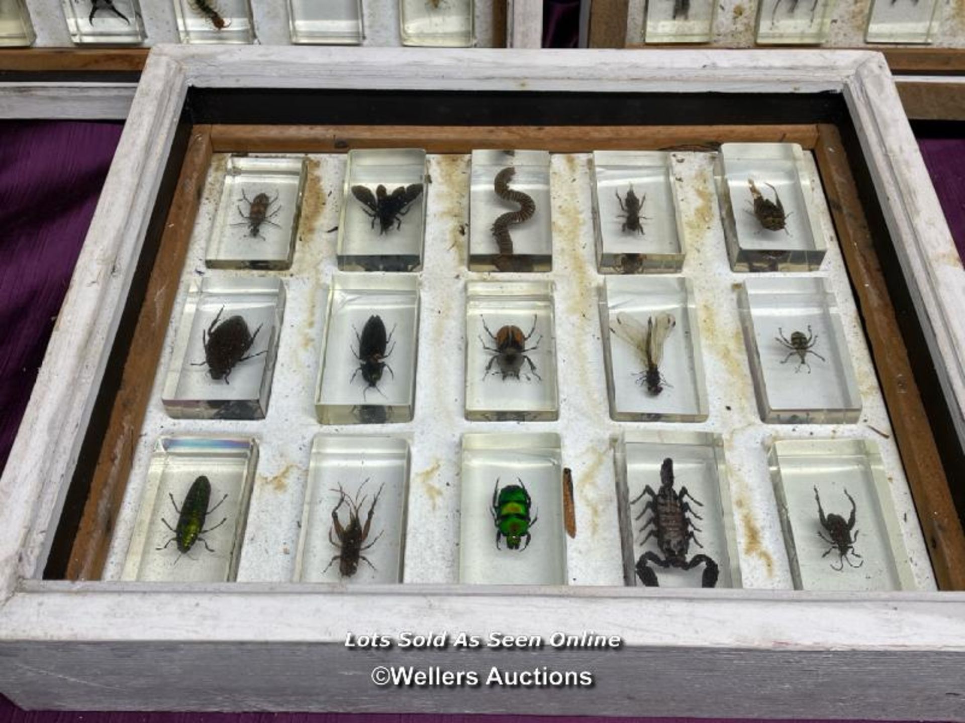 COLLECTION OF FORTY FIVE EXOTIC BUGS, DISPLAYED RESIN CASES OVER THREE DISPLAY BOXES, 38 X 31.5CM - Image 4 of 6