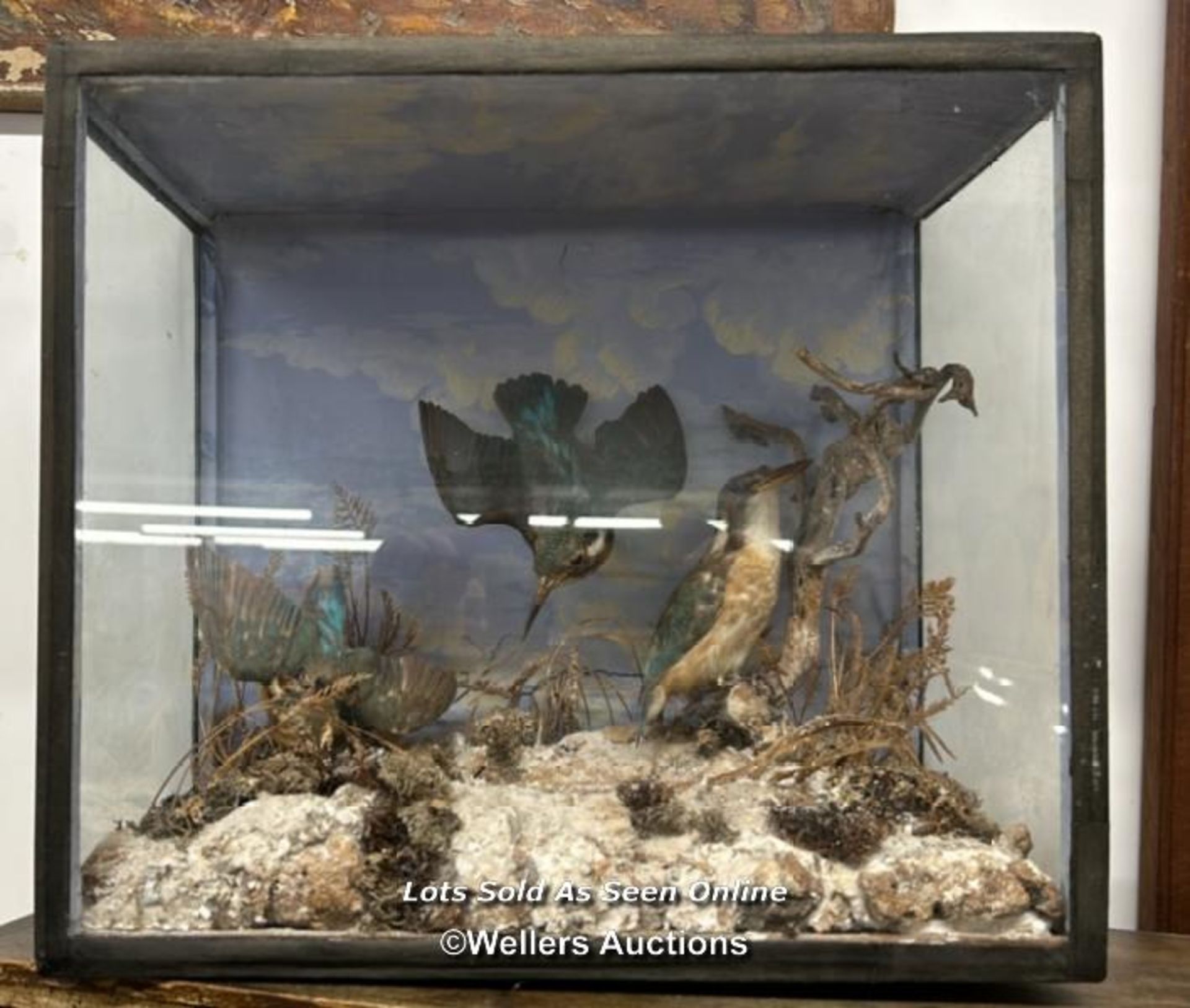 TAXIDERMY OF KINGFISHERS IN CASE