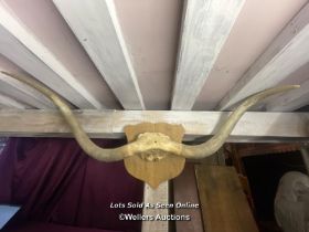 LONG HORN STEER HORNS, MOUNTED ON SHIELD, WIDTH 145CM