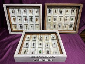 COLLECTION OF FORTY FIVE EXOTIC BUGS, DISPLAYED RESIN CASES OVER THREE DISPLAY BOXES, 38 X 31.5CM