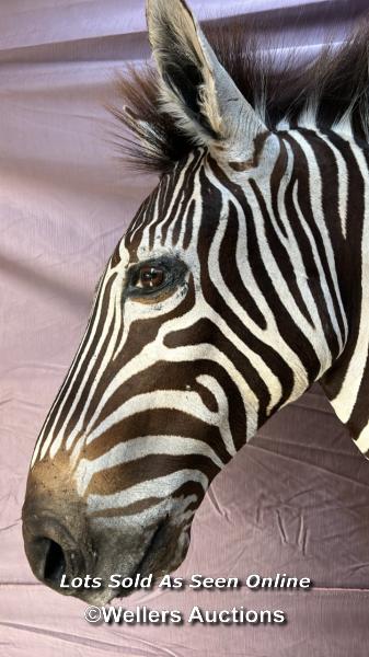 TAXIDERMY ZEBRA'S HEAD, HEIGHT 80CM - Image 8 of 8