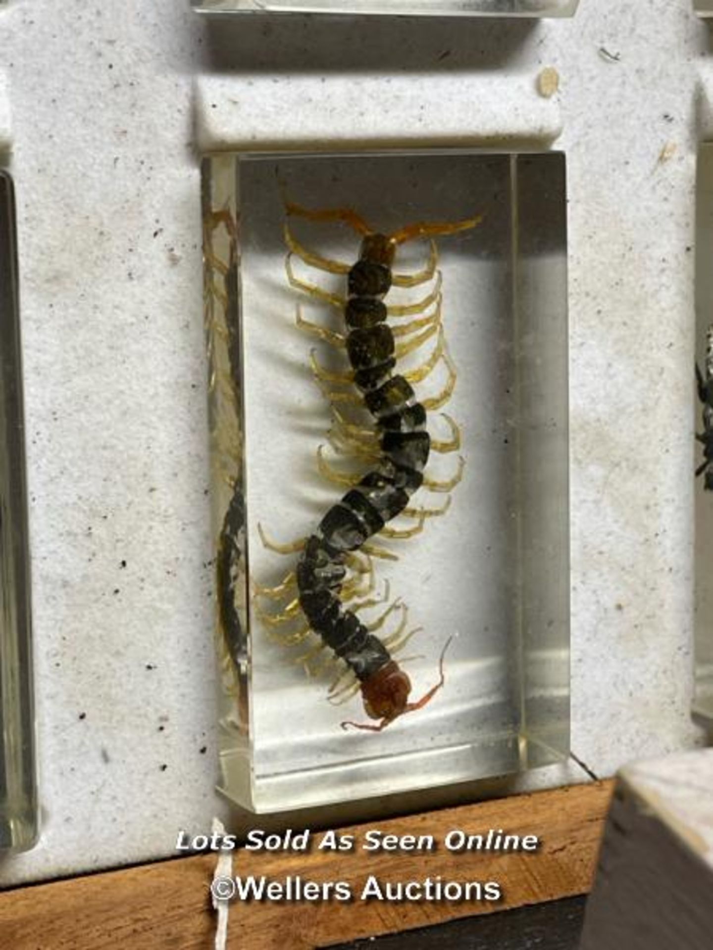 COLLECTION OF FORTY FIVE EXOTIC BUGS, DISPLAYED RESIN CASES OVER THREE DISPLAY BOXES, 38 X 31.5CM - Image 6 of 6