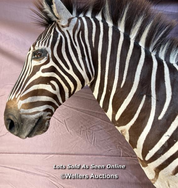 TAXIDERMY ZEBRA'S HEAD, HEIGHT 80CM - Image 5 of 8