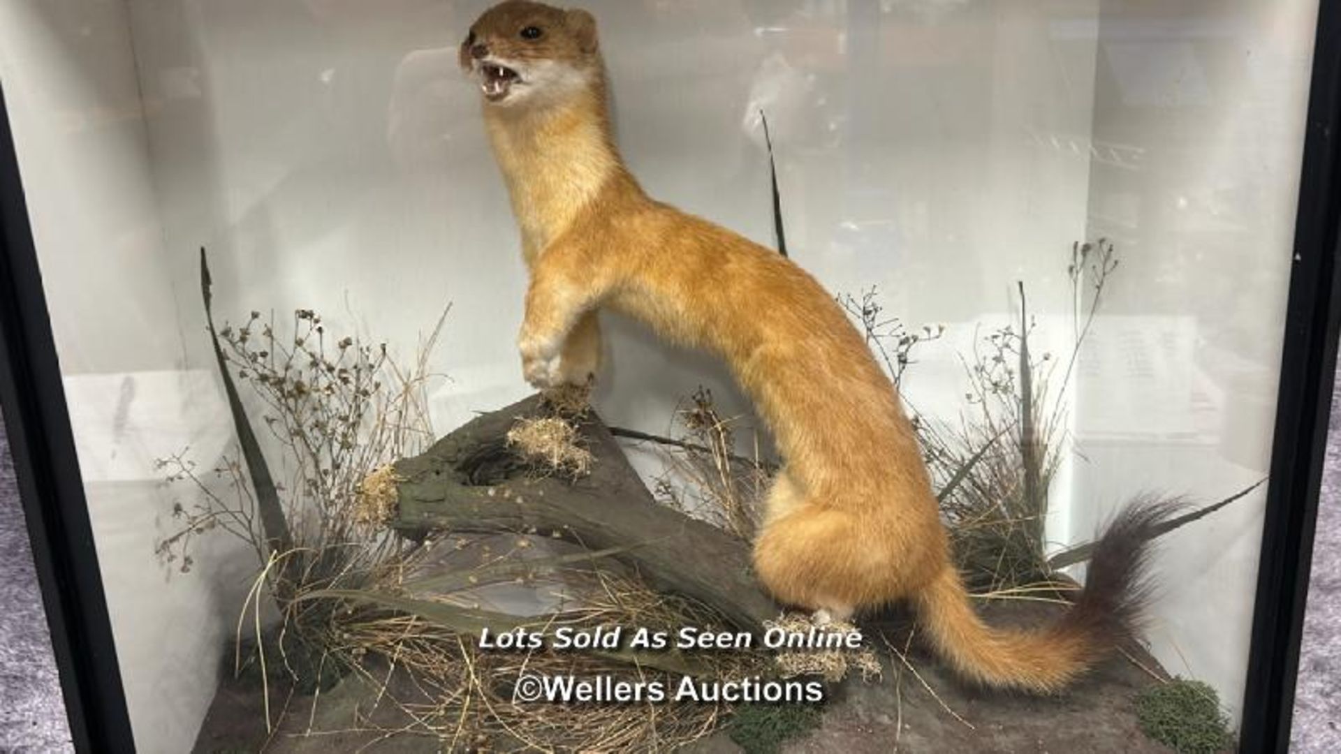 Taxidermy Weasel in wooden case with glass front, case 44.5 x 38.5 x 19cm / AN21 - Image 3 of 5