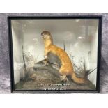 Taxidermy Weasel in wooden case with glass front, case 44.5 x 38.5 x 19cm / AN21