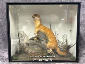 Taxidermy Weasel in wooden case with glass front, case 44.5 x 38.5 x 19cm / AN21