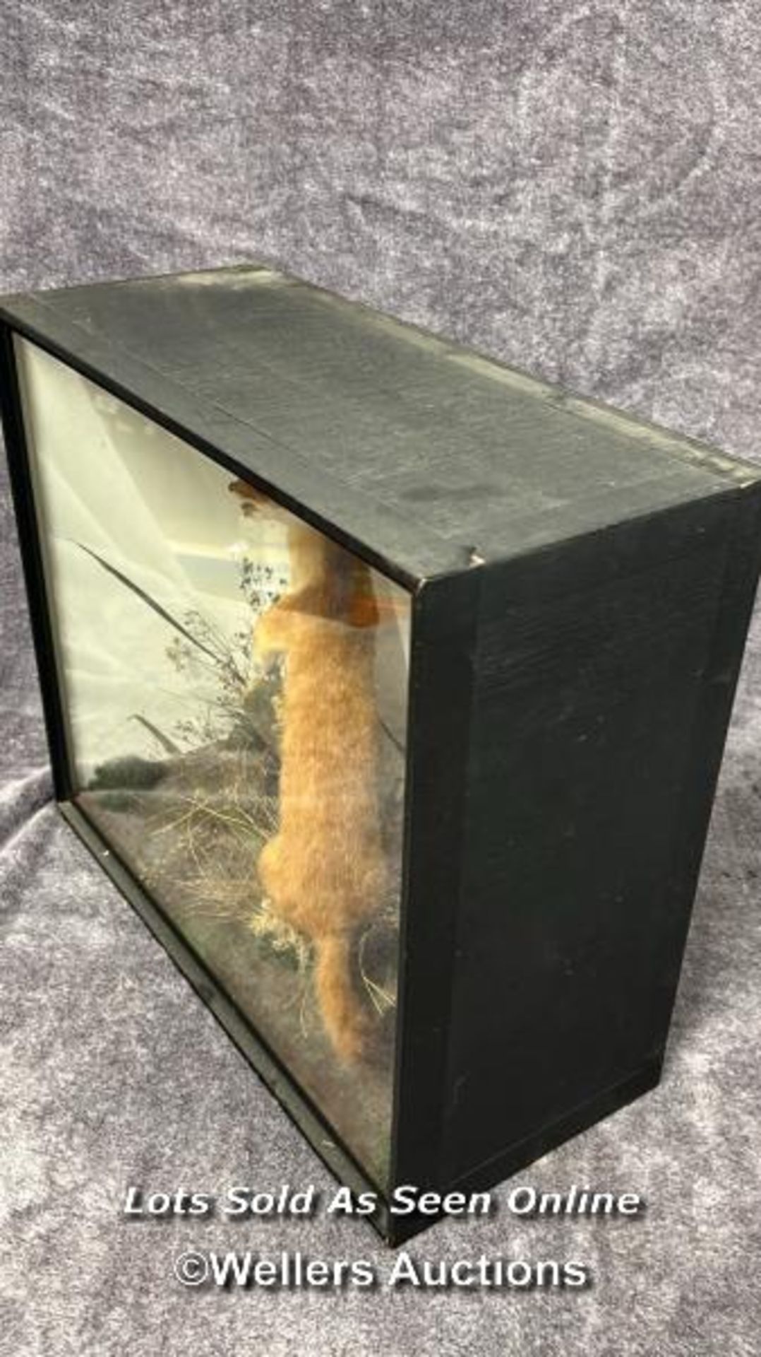 Taxidermy Weasel in wooden case with glass front, case 44.5 x 38.5 x 19cm / AN21 - Bild 4 aus 5