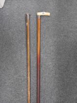 SILVER BANDED WALKING STICK