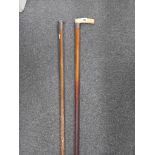 SILVER BANDED WALKING STICK