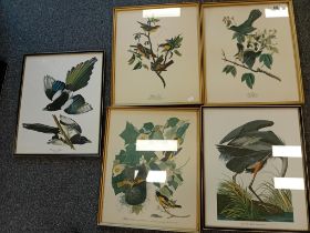 5 COLOURED BIRD PRINTS