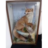 LARGE VICTORIAN TAXIDERMY OF FOX