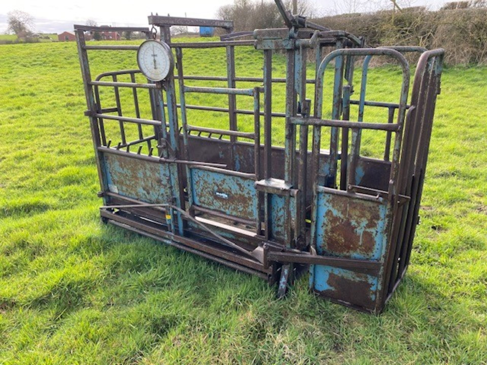 CATTLE CRUSH WEIGHING SCALES - NO VAT