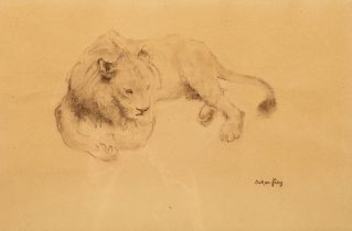 FREY, Oskar (1883 - 1966). Liegender junger Löwe.