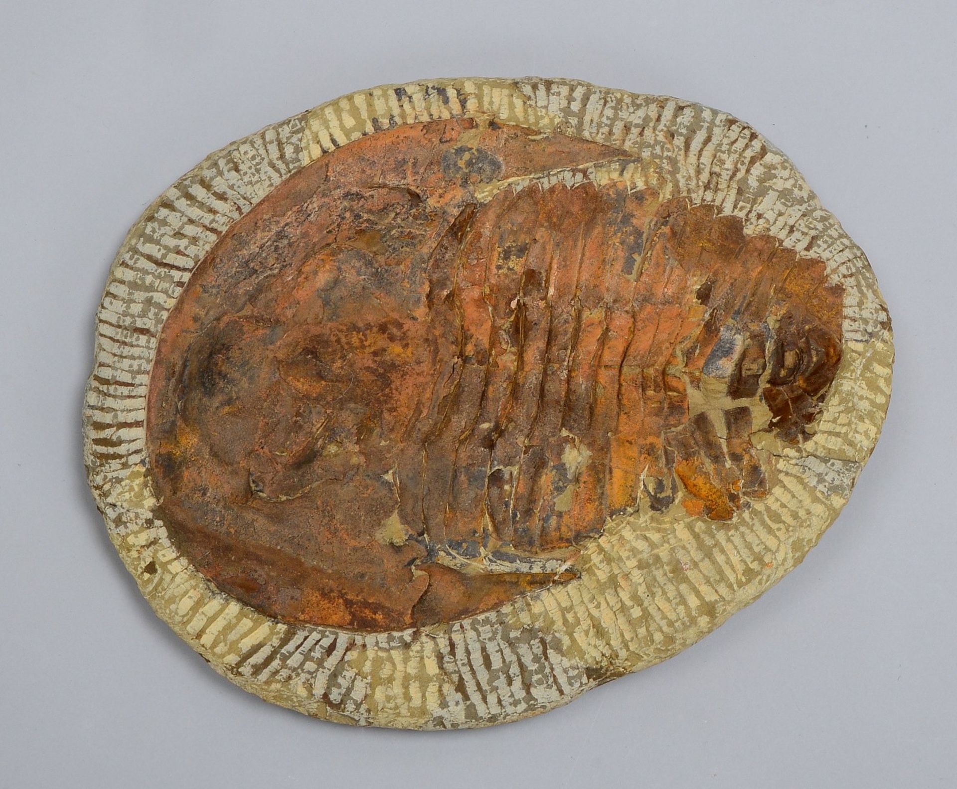 Sammler-Versteinerung, fossiler Trilobit; Maße 28 x 23 cm