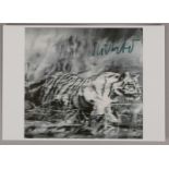 Richter, G., K&uuml;nstler-Postkarte, &#039;Tiger&#039; (nach dem Gem&auml;lde von 1965); ca. 15 x 1