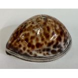 A fine 18th Century Scottish silver mounted cowrie shell snuff box / mull with hinged lid.