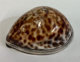 A fine 18th Century Scottish silver mounted cowrie shell snuff box / mull with hinged lid.