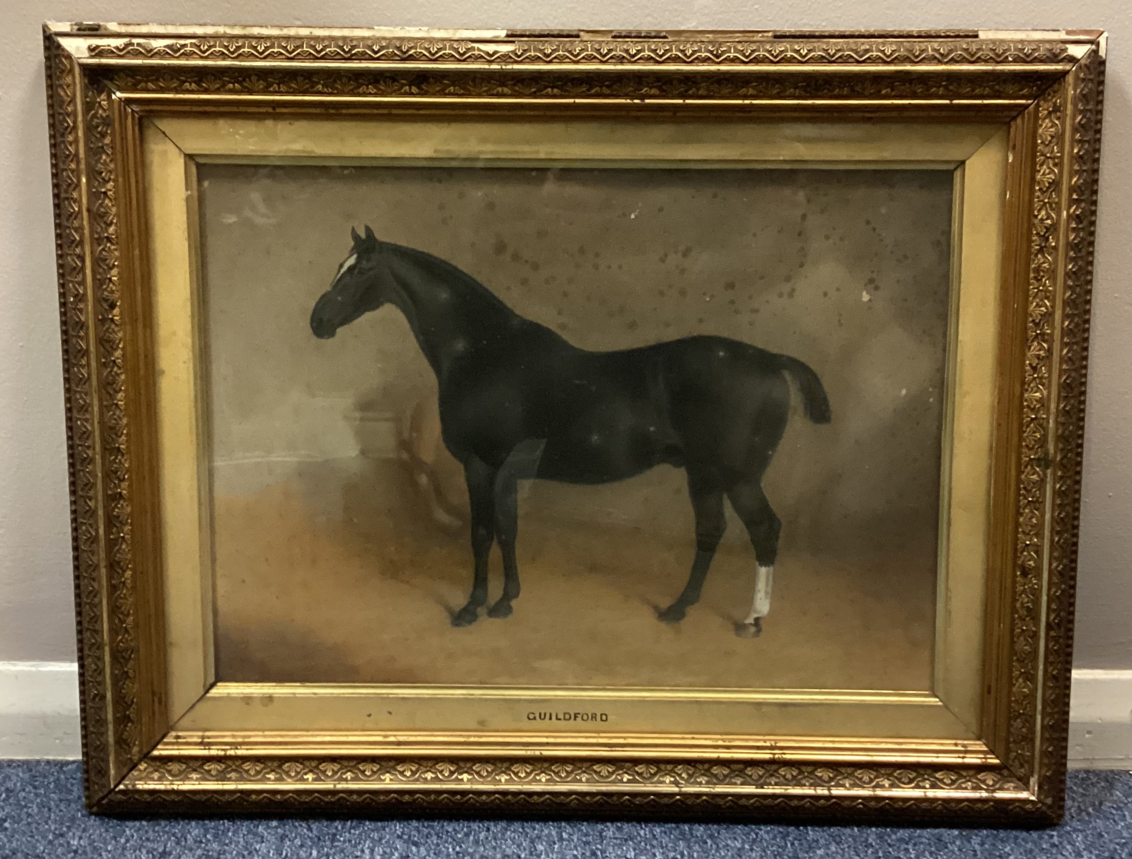 A gilt framed and glazed watercolour depicting a prize black stallion with white blaze and sock.