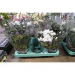 Tray containing 4 potted azaleas
